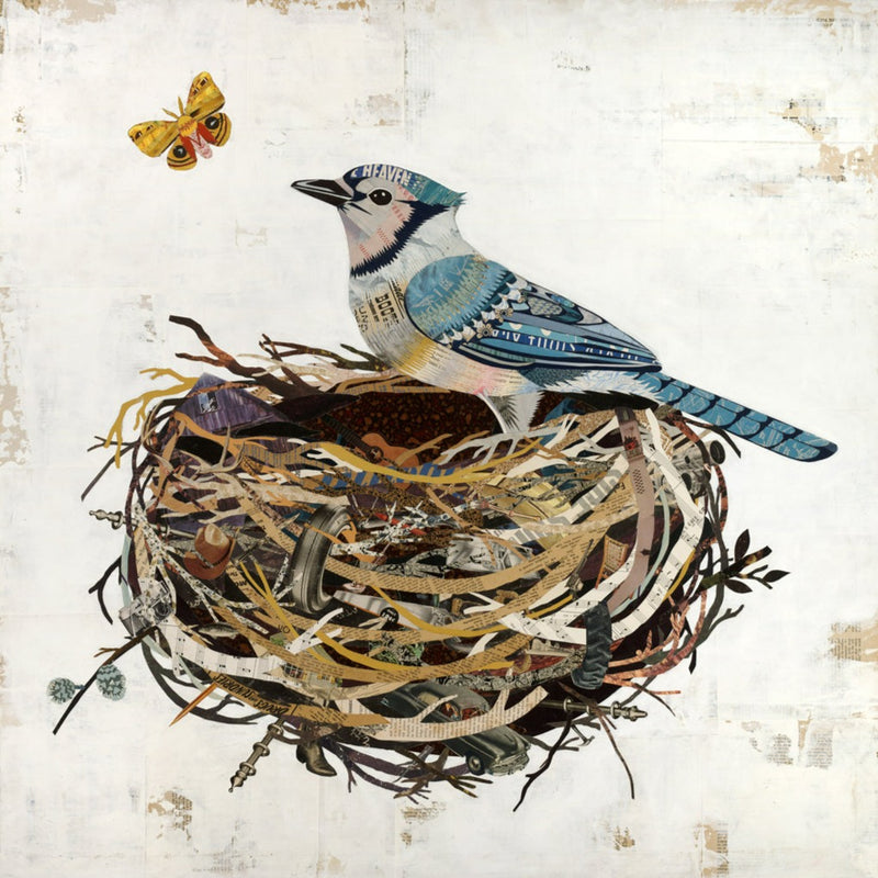 BLUE JAY IN NEST limited edition paper print