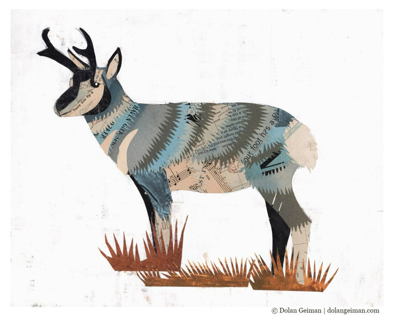 ANIMALS OF NORTH AMERICA: PRONGHORN limited edition paper print