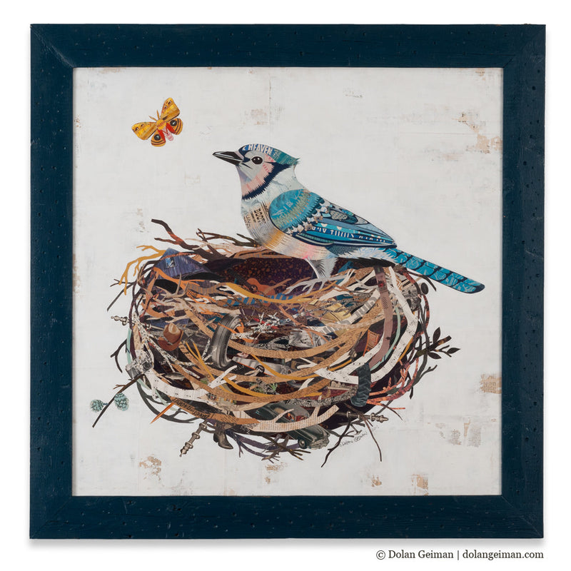 Baby Blue Jay Bird Wrapped Canvas Print