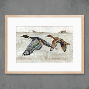 thumbnail for PINTAIL DUCKS limited edition paper print